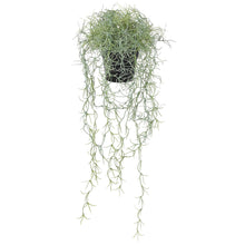 Load image into Gallery viewer, Faux Potted Trailing Spanish Moss