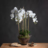 Elegant Faux Orchid in Glass Bowl