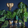 Multiple plant pots on a glass table and an elephant head wall decoration