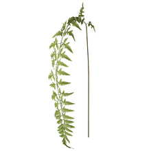 Load image into Gallery viewer, Artificial Trailing Fern Stem | Set of 3