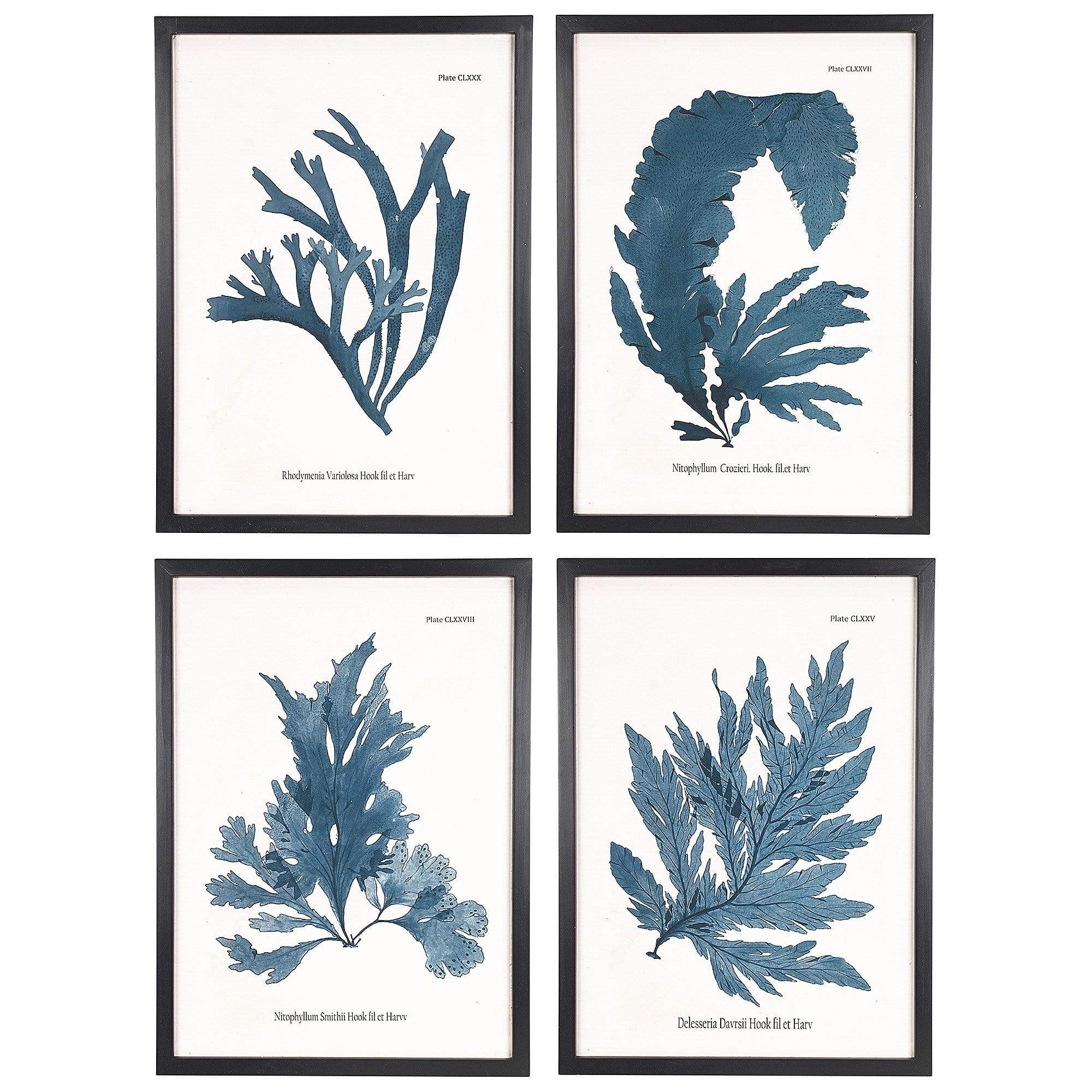 Botanical Framed Prints (set of 4)