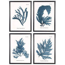 Load image into Gallery viewer, Botanical Framed Prints (set of 4)