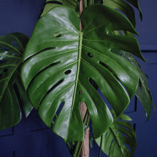 Load image into Gallery viewer, Faux Luscious Monstera Tree | H146cm