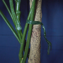 Load image into Gallery viewer, Faux Luscious Monstera Tree | H146cm