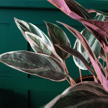 Load image into Gallery viewer, Faux Pink Caladium Bush House Plant