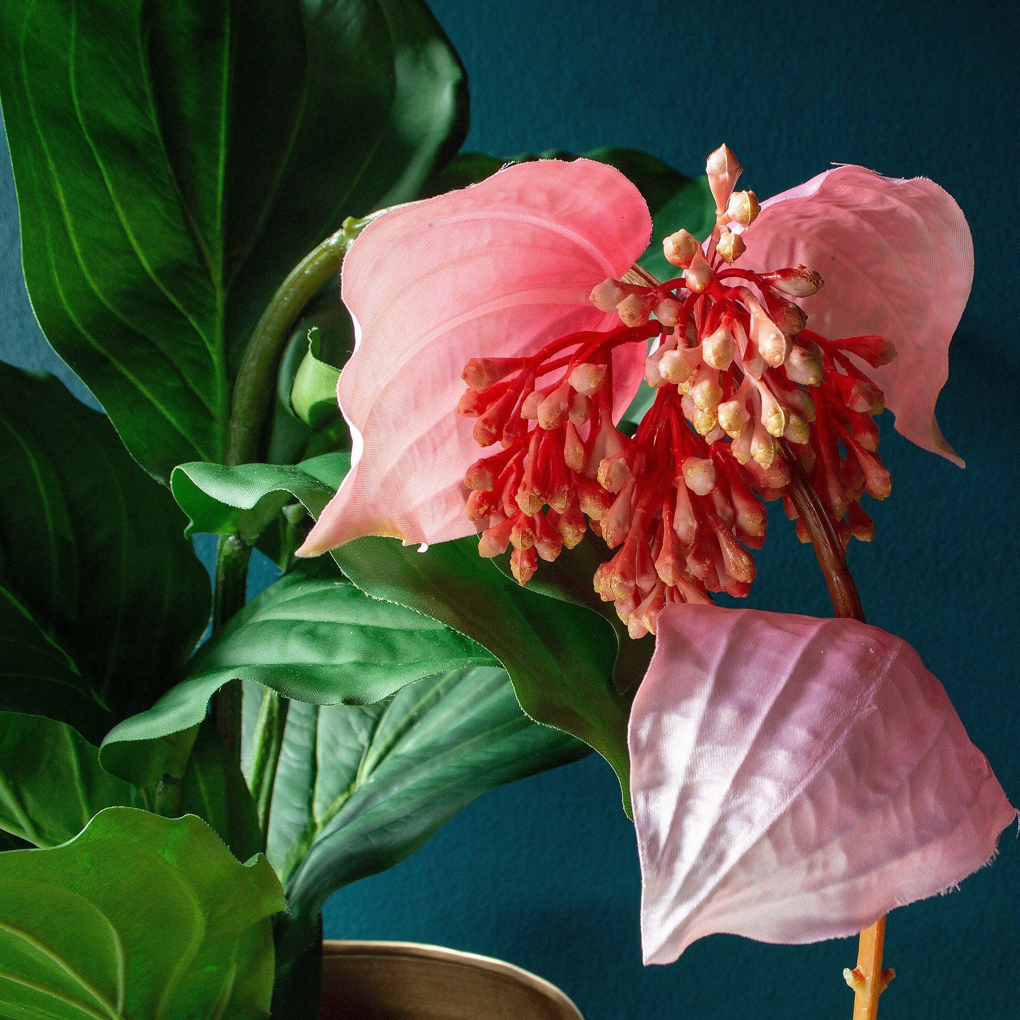 Faux Pink Medinilla Exotic Flowering Plant