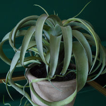 Load image into Gallery viewer, Faux Tillandsia Potted Plant