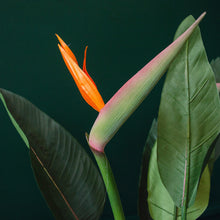Load image into Gallery viewer, Faux Tropical Bird of Paradise Plant H102cm