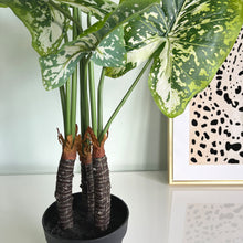 Load image into Gallery viewer, Faux Variegated Elephant Ears House Plant