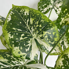 Load image into Gallery viewer, Faux Variegated Elephant Ears House Plant