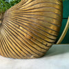 Close-up of a gold shell planter with green plants