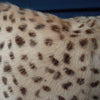 Leopard Print Goat Fur Cushion Cover