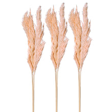 Load image into Gallery viewer, Peachy Pink Pampas Grass Stems | Set of 9 