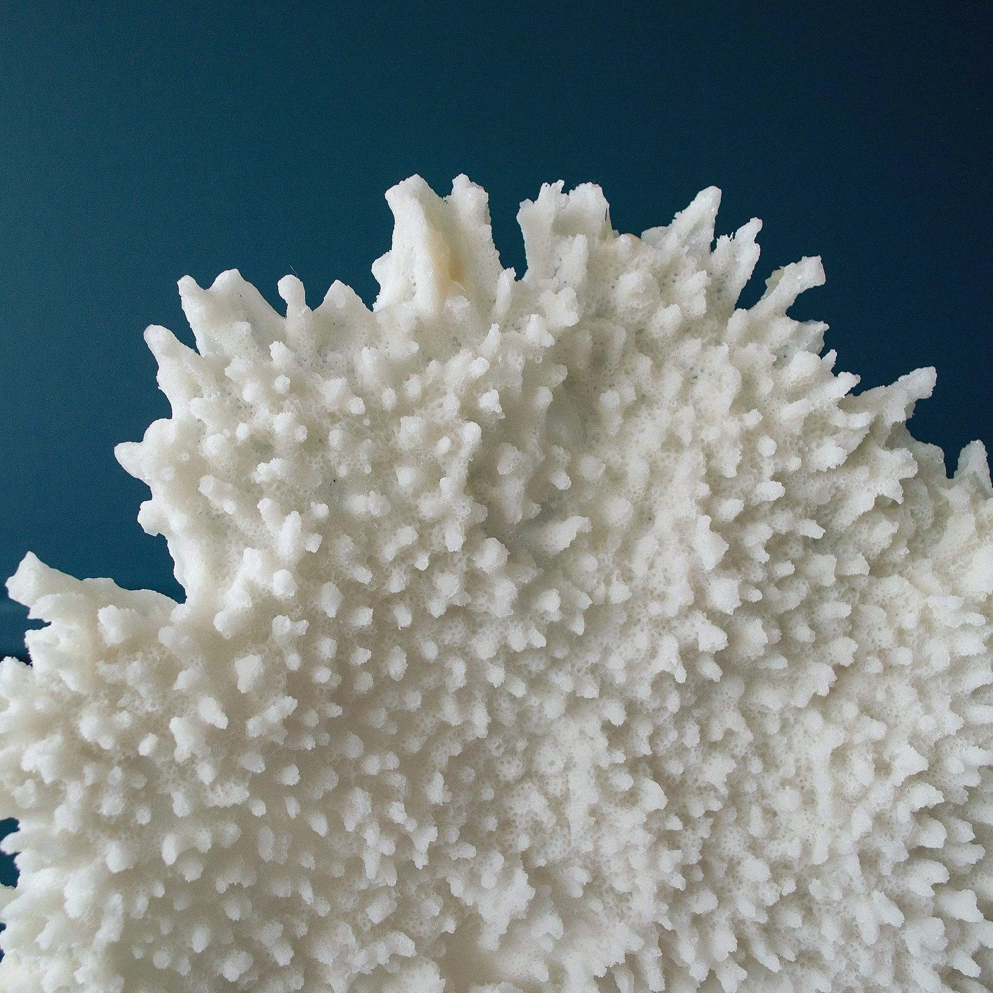 White Decorative Coral on Stand